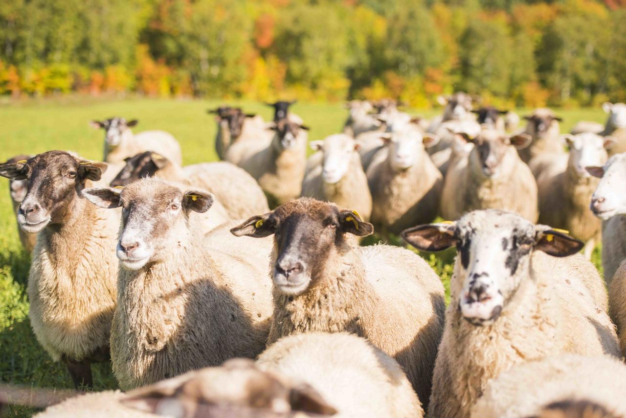 La Vieille Ferme, Ecogite Saint-Fulgence 외부 사진