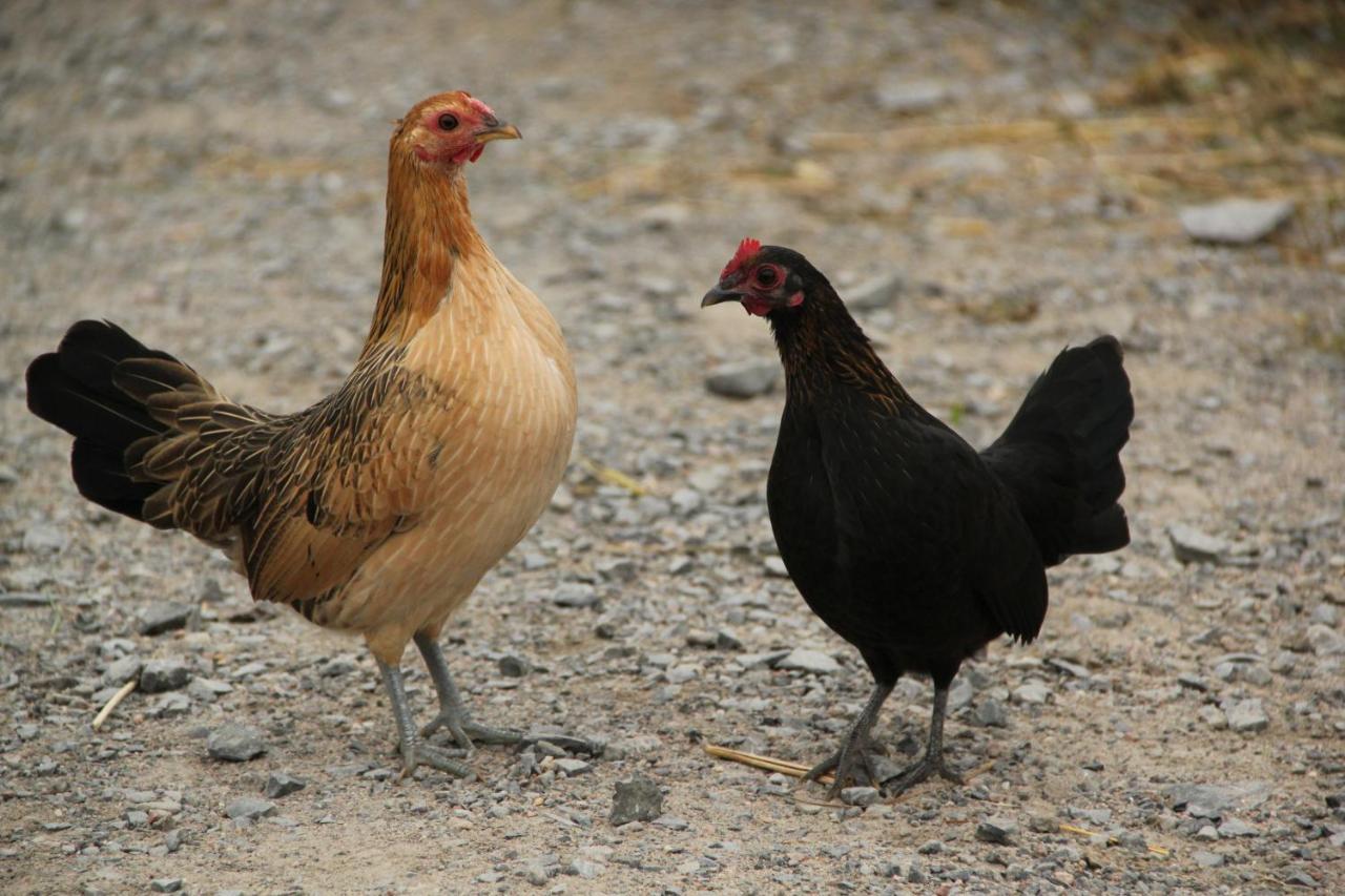 La Vieille Ferme, Ecogite Saint-Fulgence 외부 사진