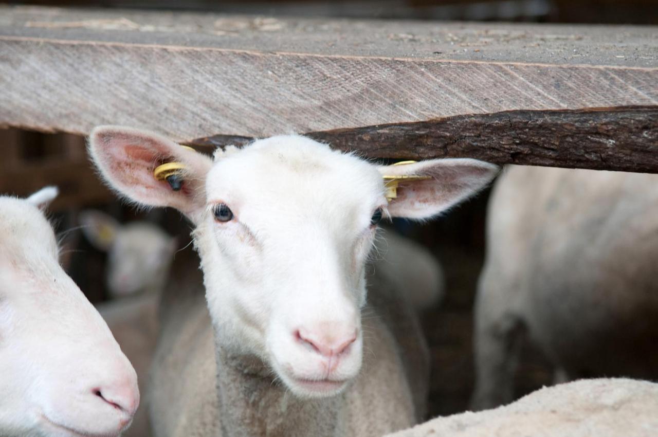 La Vieille Ferme, Ecogite Saint-Fulgence 외부 사진